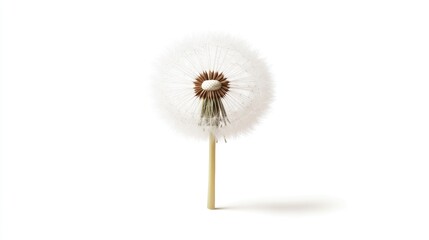 Dandelion seed head on a white background with soft shadows and ample copy space for text placement