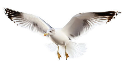 Fototapeta premium seagull in mid-flight. showcasing its wings spread wide and feathers detailed. emphasizing its grace and agility in the air the background is plain. allowing the bird to stand out prominently. making