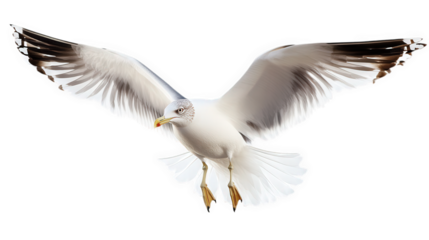 seagull in mid-flight. showcasing its wings spread wide and feathers detailed. emphasizing its grace and agility in the air the background is plain. allowing the bird to stand out prominently. making
