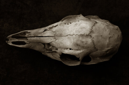 Closeup of the top of a deer skull on a dark brown mottled background. Still life arranged horizontally of an animal skull preserving all details in a moody, dark presentation.