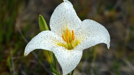 White speckled flower showcasing a vibrant yellow center surrounded by lush greenery in a natural setting