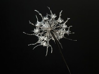 Elegant Crystal Dandelion Sculpture Art Black Background