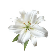 Fototapeta premium beautiful white lily with delicate petals and green leaves. arranged elegantly against a light background the flower symbolizes purity and elegance. making it suitable for various occasions such as we