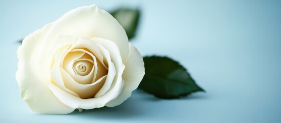 Fototapeta premium Elegant white rose with soft petals resting on a light blue background, featuring ample empty space for text or designs, ideal for invitations or branding.