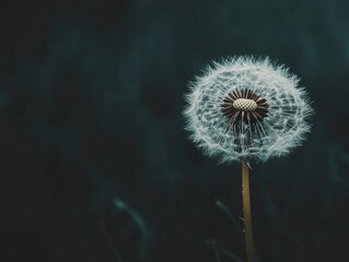 Fototapeta premium Serene Dandelion Seed Head Nature Photography