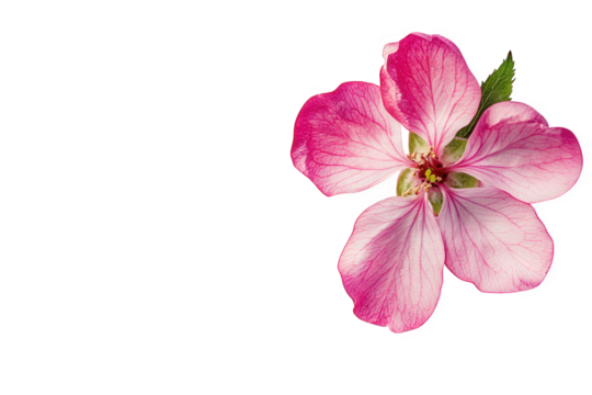 delicate pink flower with white accents. set against a clean. white background the flower's intricate petals and vibrant colors create a serene and aesthetically pleasing composition. suitable for use