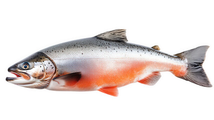 Obraz premium fresh salmon fish. showcasing its sleek body. vibrant coloration. and distinct features. typically used in culinary contexts or for educational purposes about marine life