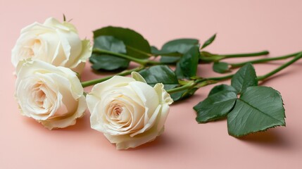 Elegant white violet rose buds and blooms arranged elegantly on a soft faded pink backdrop with lush green leaves creating a serene atmosphere for greeting cards.