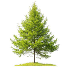 lush green tree with a full canopy. set against a plain white background the tree appears healthy and vibrant. showcasing its foliage and structure. making it suitable for nature-themed designs or env