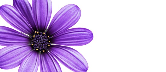 Vibrant purple flower isolated on white background ideal for text placement or design projects in advertising and marketing