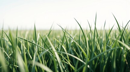 Fototapeta premium gras field close up