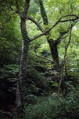 Two green trees in forest covered with leaves