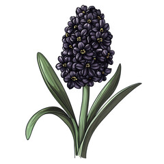 Obraz premium detailed illustration of a flowering plant. specifically a hyacinth. characterized by its dense cluster of small. dark purple flowers atop a green stem. surrounded by long. slender leaves the artwork