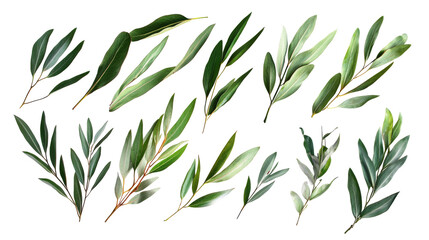 Naklejka premium Collection of various green leaves showcasing diverse shapes and textures for botanical studies and design inspiration on transparency background