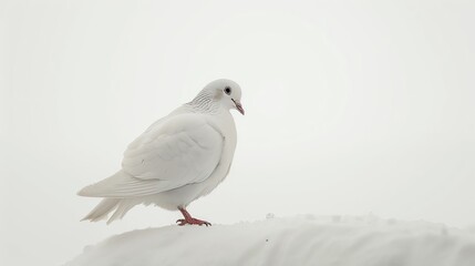 A graceful white dove stands on a snowy rooftop, its feathers glistening in the sunlight.