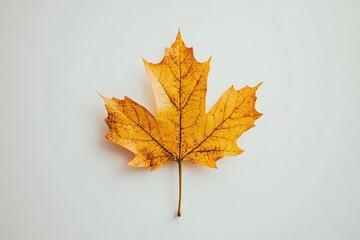 Single Dried Maple Leaf Autumn Nature Photography