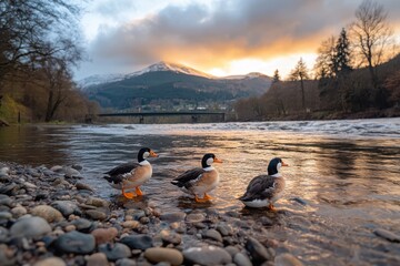 Naklejka premium Three Ducks Walking Along a Tranquil Riverbank at Sunset with Majestic Mountains in the Background Reflecting Serenity and Natural Beauty