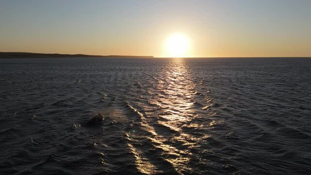 Ballena franca austral, Península Valdés, Golfo Nuevo, Puerto Madryn, Argentina.