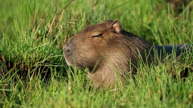 A relaxed capybara (Hydrochoerus hydrochaeris) resting and sleeping soundly with its eyes closed, amidst swaying green grass in its natural habitat, basking in the warm golden sunlight, close up shot.