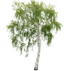 Fleecedeken met foto solitary birch tree with a slender white trunk and lush green leaves. set against a plain white background this depiction emphasizes the tree's natural beauty and can be used for various purposes. suc © PERFECTisME