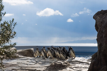 マゼランペンギンの群れ