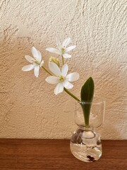 小さな白い花びらが素敵なホワイトトロフィー（オオアマナ）