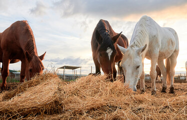 Three horses graze peacefully on hay in the paddock of an equestrian center at sunset