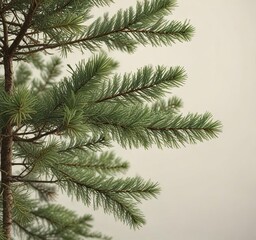 Obraz premium Evergreen pine tree with full branches and needle-like foliage against a warm white background, holiday decoration, festive forest, branchy tree