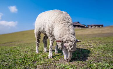 Herd of sheep eating grass on beautiful mountain meadow. A cute sheep on the mountain farm forage...