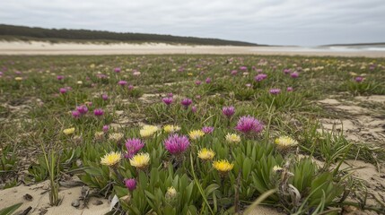 Obraz premium Coastal wildflowers bloom near ocean beach
