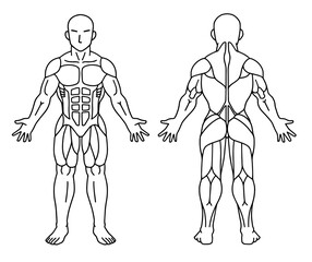 人体の筋肉図の線画、前面と後面