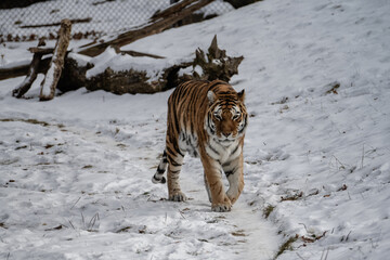 tiger in snow