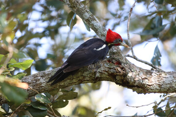 red billed woodpecker