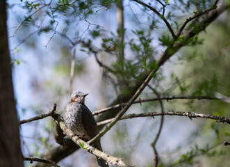 枝に止まる野鳥　ヒヨドリ