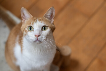 見上げる可愛い猫　茶トラ白