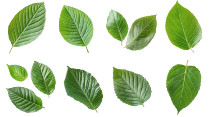 collection of various green leaves arranged in different orientations and sizes. showcasing their diverse shapes and textures the purpose appears to be to highlight the beauty and variety of plant lif