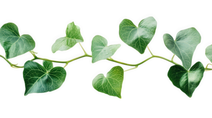 vine with heart-shaped green leaves. showcasing a natural and fresh aesthetic the leaves are vibrant and detailed. emphasizing their texture and color against a white background. making it ideal for u
