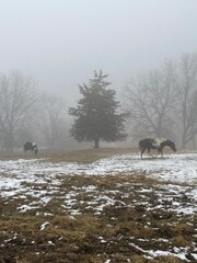 Horses in fog