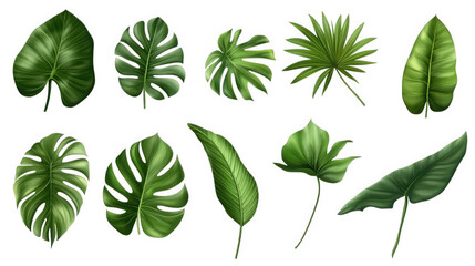 a variety of green leaves. illustrating different shapes and textures. commonly found in tropical and subtropical environments this collection can be used for design. decoration. or educational purpos