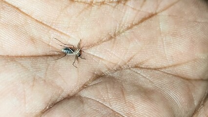 mosquito sucking blood extreme closeup