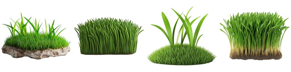A collection of various types of grass, showcasing different textures and heights, ideal for landscaping and natural design inspirations.