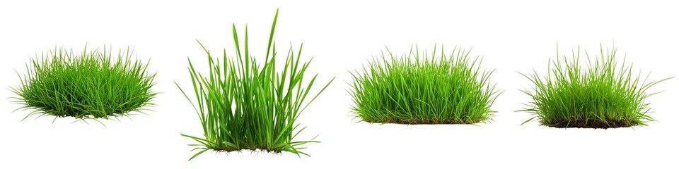 A series of grass clumps in varying heights, showcasing lush green growth ideal for landscaping or gardening applications.