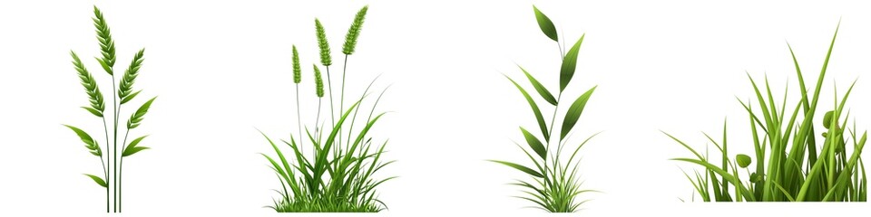 Fototapeta premium A collection of different grass and plant types, showcasing various stages of growth and green hues, ideal for nature-themed projects.