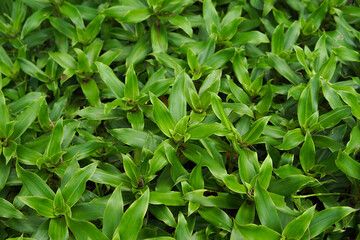 Fresh green Callisia fragrans plant photography