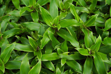 Callisia fragrans plant close up photography