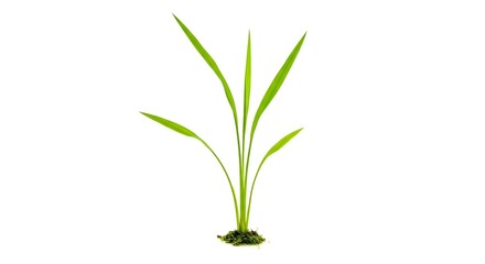 Obraz premium Young Green Plant Sprout Growing in Soil
