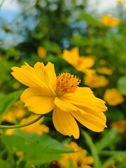 nature flower and tree photo