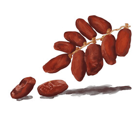 Palm fruit or dates fruit illustration. Watercolor style for ramadan iftar food vector art.