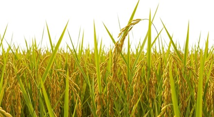 Obraz premium Golden Rice Field Harvest Ready for Sale