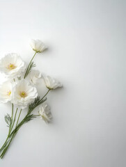 Fototapeta premium delicate arrangement of white flowers against a minimalistic background